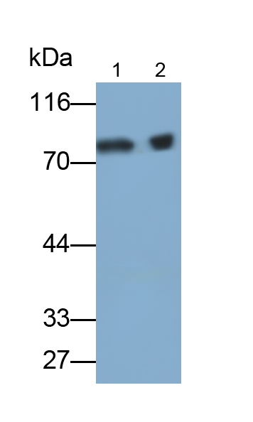 Polyclonal Antibody to Cadherin 5 (CDH5)