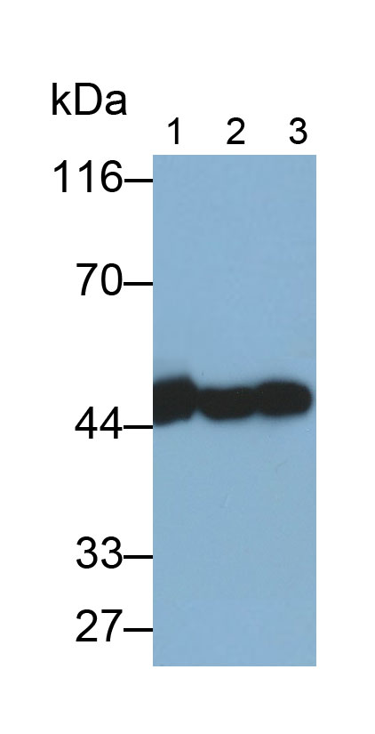 Polyclonal Antibody to Gamma Actin (ACTG)