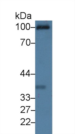 Polyclonal Antibody to Complement Component 1, Q Receptor (C1qR1)