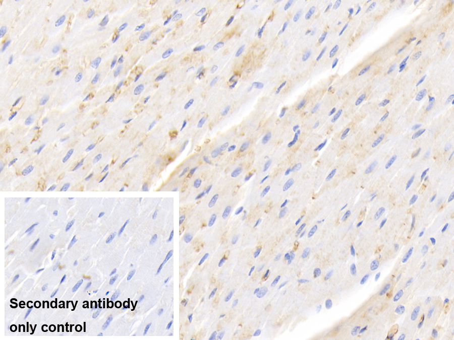 Polyclonal Antibody to Hemoglobin (HB)