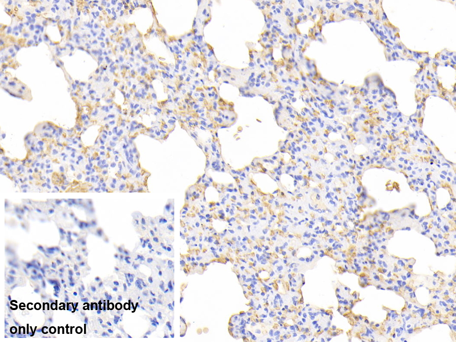 Polyclonal Antibody to Hemoglobin (HB)