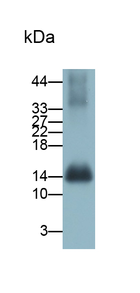 Polyclonal Antibody to Hemoglobin (HB)