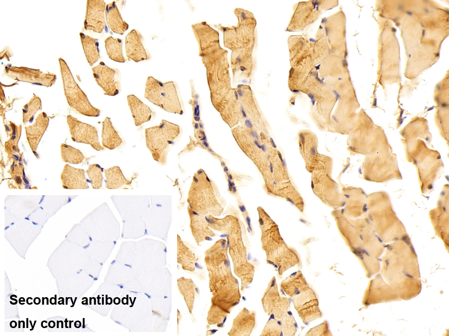 Polyclonal Antibody to Enolase 3 (ENO3)