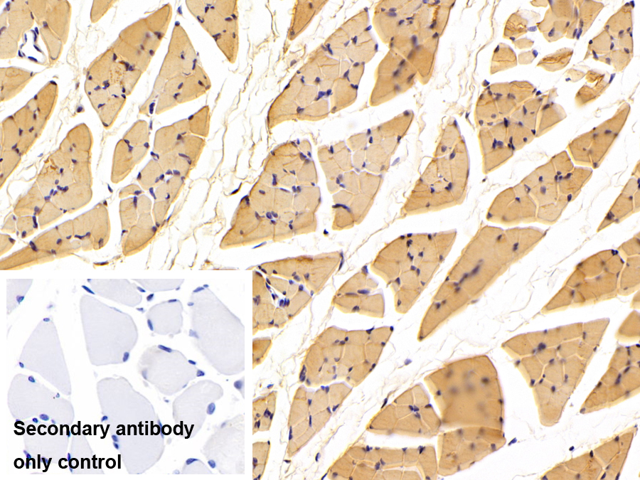 Polyclonal Antibody to Enolase 3 (ENO3)