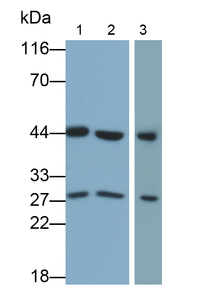 Polyclonal Antibody to Macrophage Erythroblast Attacher (MAEA)