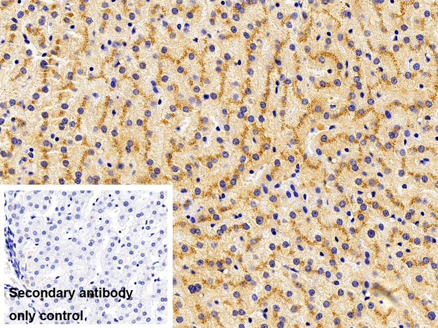 Polyclonal Antibody to Lysosomal Associated Membrane Protein 1 (LAMP1)