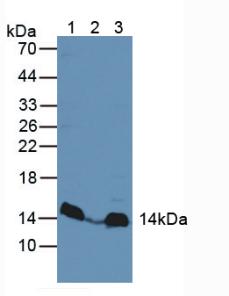 Polyclonal Antibody to Mitogen Activated Protein Kinase Scaffold Protein 1 (MAPKSP1)