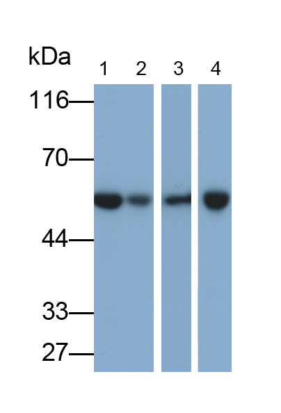 Polyclonal Antibody to Enolase 1 (ENO1)