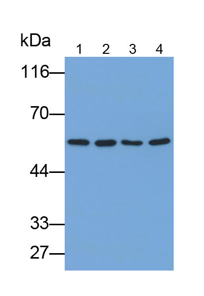 Polyclonal Antibody to Enolase 1 (ENO1)