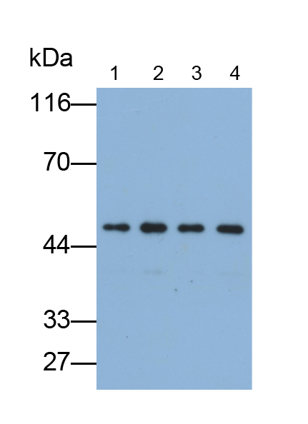 Polyclonal Antibody to Enolase 1 (ENO1)