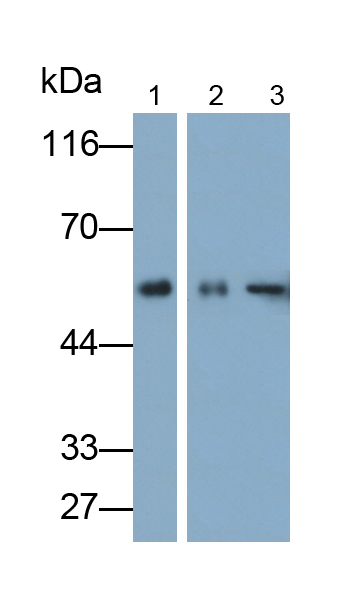 Polyclonal Antibody to Enolase 1 (ENO1)