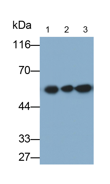 Polyclonal Antibody to Enolase 1 (ENO1)