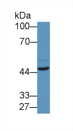 Polyclonal Antibody to Early Growth Response Protein 2 (EGR2)