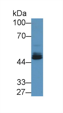Polyclonal Antibody to Early Growth Response Protein 2 (EGR2)