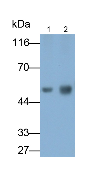 Polyclonal Antibody to Amylase, Alpha 2A (AMY2A)