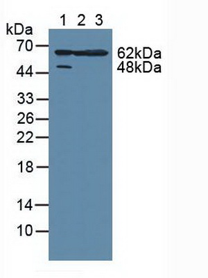 Polyclonal Antibody to MAP Kinase Activated Protein Kinase 2 (MAPKAPK2)