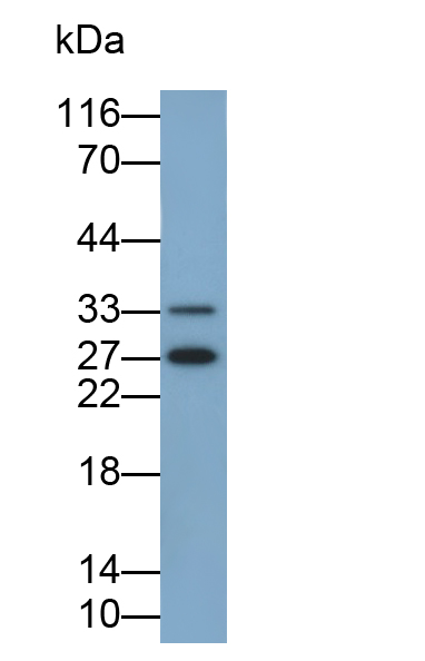 Polyclonal Antibody to Osteoclast Stimulating Factor 1 (OSF)