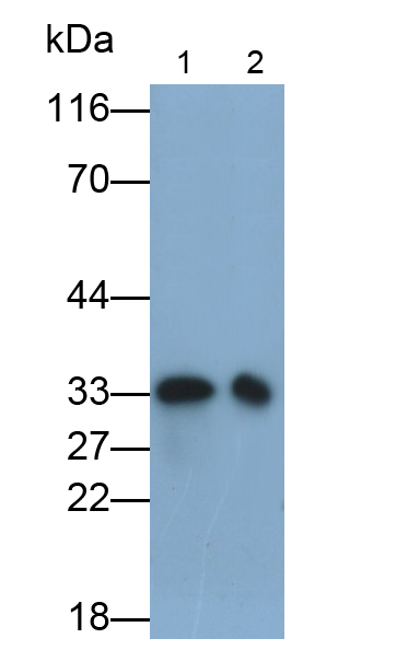 Polyclonal Antibody to Mannose Binding Lectin (MBL)