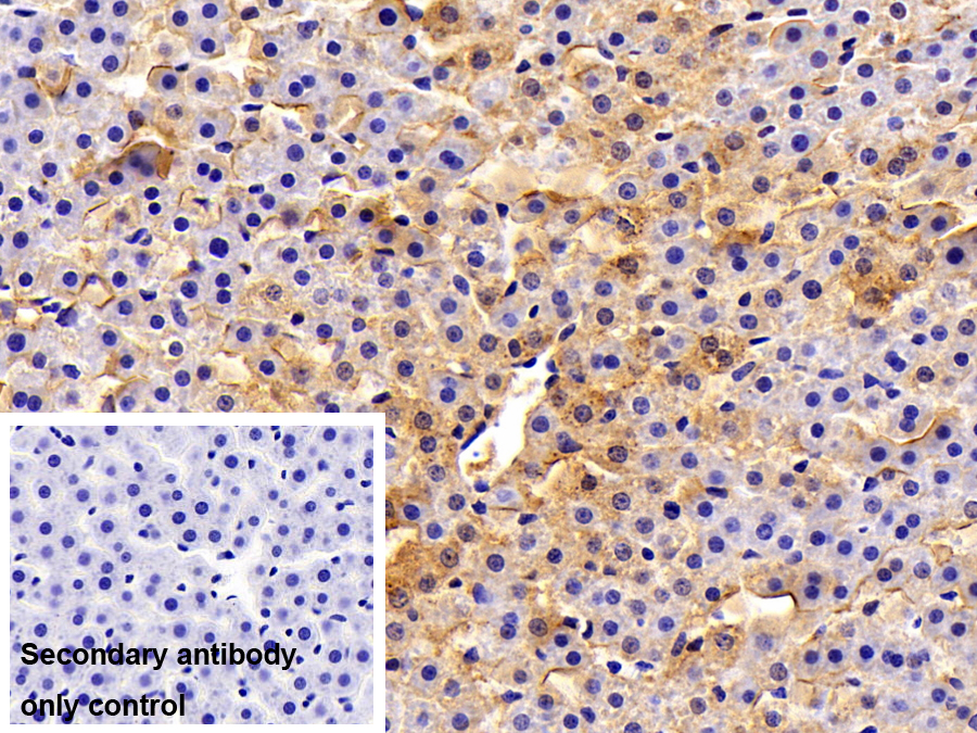 Polyclonal Antibody to N-cadherin (NCAD)