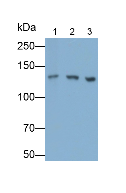 Polyclonal Antibody to N-cadherin (NCAD)