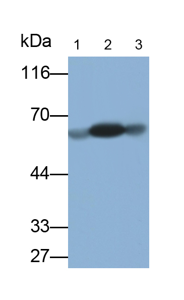 Polyclonal Antibody to Salivary Alpha Amylase (AMY1A)