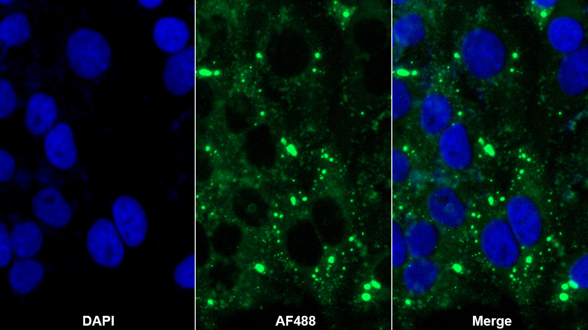 Polyclonal Antibody to Heat Shock 10kDa Protein 1 (HSP10)