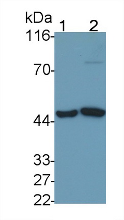 Polyclonal Antibody to Interleukin 3 Receptor Alpha (IL3Ra)