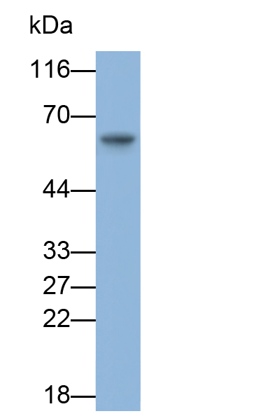 Polyclonal Antibody to Mucosal Addressin Cell Adhesion Molecule 1 (MAdCAM1)