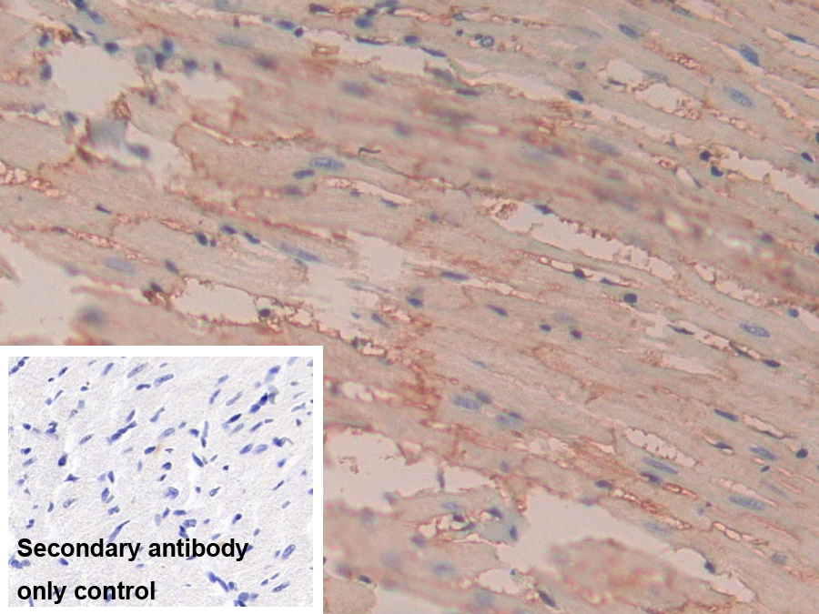 Polyclonal Antibody to Cluster Of Differentiation 147 (CD147)