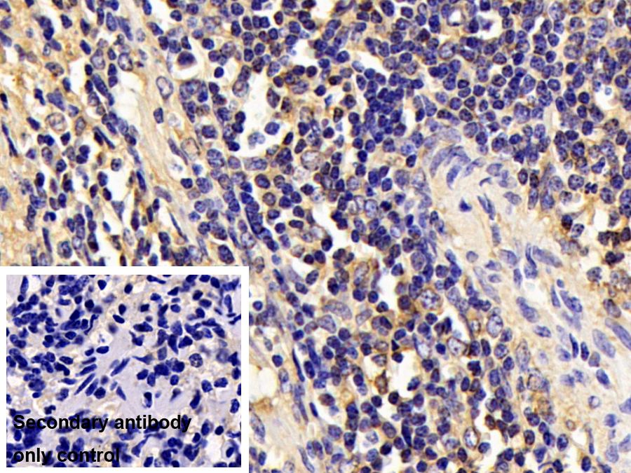 Polyclonal Antibody to Indoleamine-2,3-Dioxygenase (IDO)