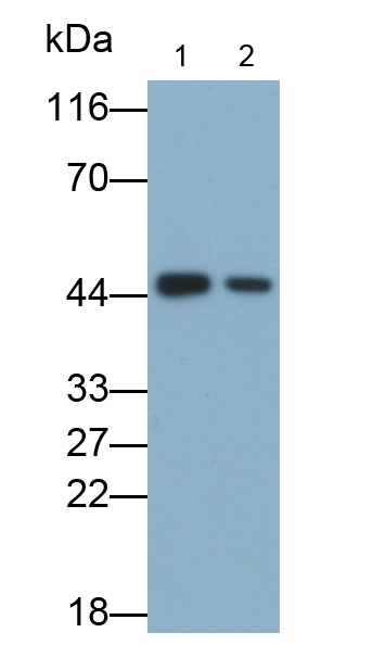 Polyclonal Antibody to Indoleamine-2,3-Dioxygenase (IDO)