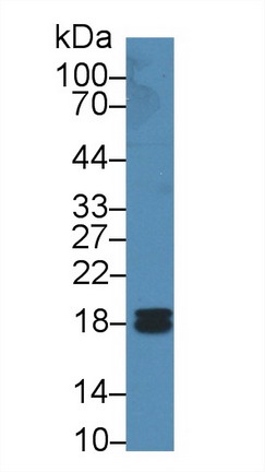 Polyclonal Antibody to Peptidylprolyl Isomerase F (PPIF)