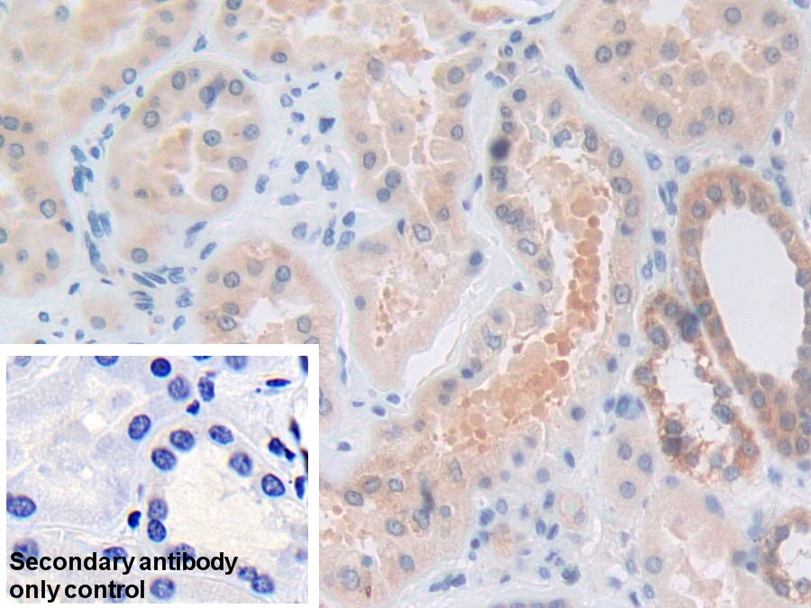 Polyclonal Antibody to Peptidylprolyl Isomerase F (PPIF)