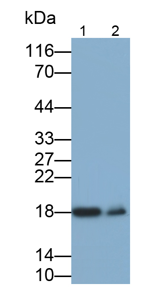 Polyclonal Antibody to Cofilin 1 (CFL1)