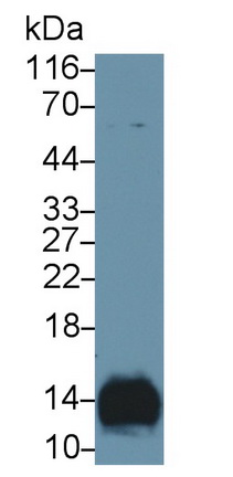 Polyclonal Antibody to Secondary Lymphoid Tissue Chemokine (SLC)