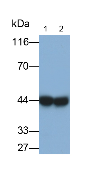 Polyclonal Antibody to Cluster Of Differentiation 32 (CD32)