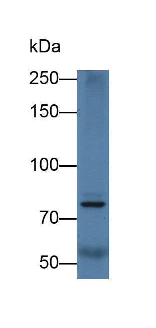 Polyclonal Antibody to Glucocorticoid Receptor (GR)