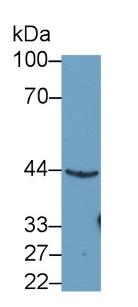 Polyclonal Antibody to Lysosomal Associated Membrane Protein 3 (LAMP3)