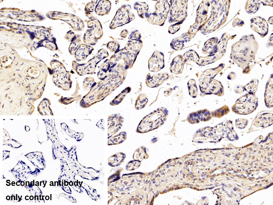 Polyclonal Antibody to Neuraminidase (NEU)