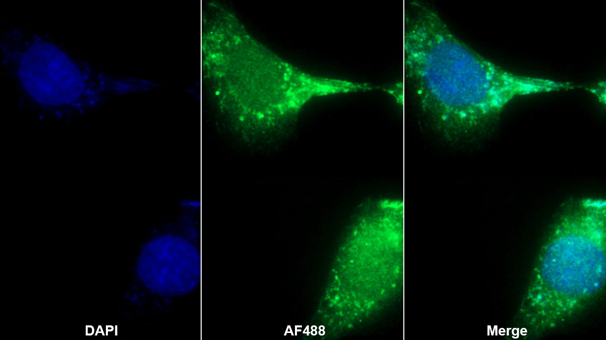 Polyclonal Antibody to Myostatin (MSTN)