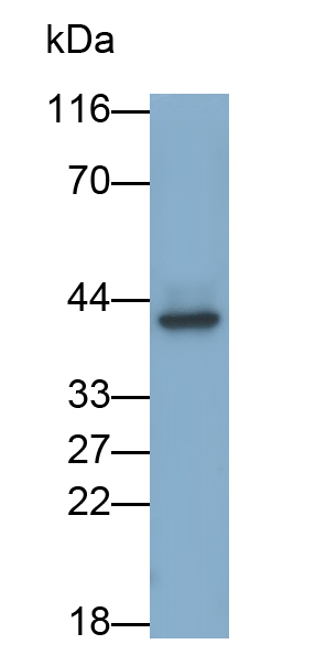 Polyclonal Antibody to Myostatin (MSTN)