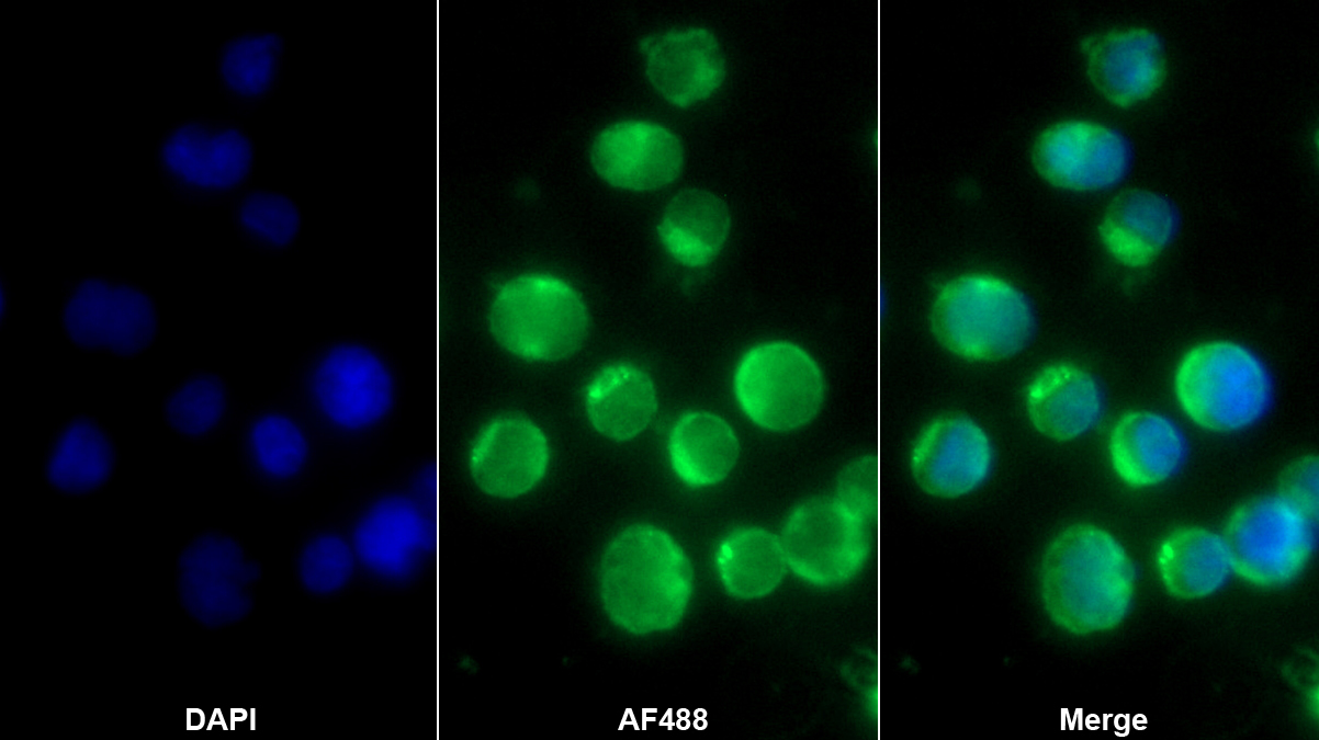 Polyclonal Antibody to Cluster Of Differentiation 229 (CD229)