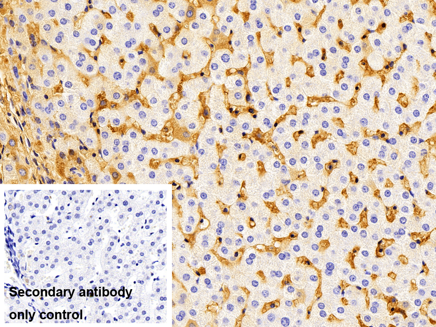 Polyclonal Antibody to Immunoglobulin G2 (IgG2)