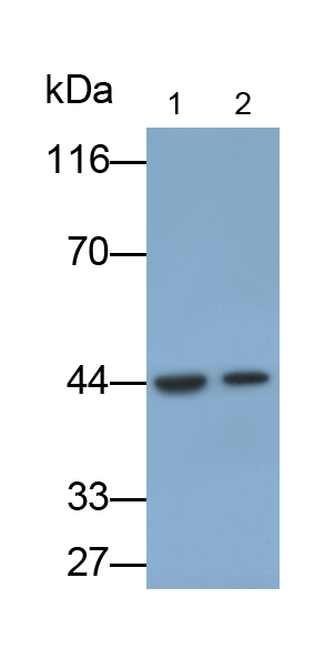 Polyclonal Antibody to Myogenic Differentiation (MyoD)