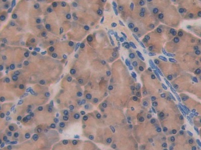 Polyclonal Antibody to Cluster of Differentiation 244 (CD244)