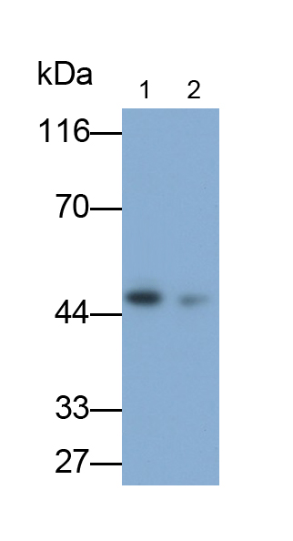 Polyclonal Antibody to Cluster Of differentiation 299 (CD299)