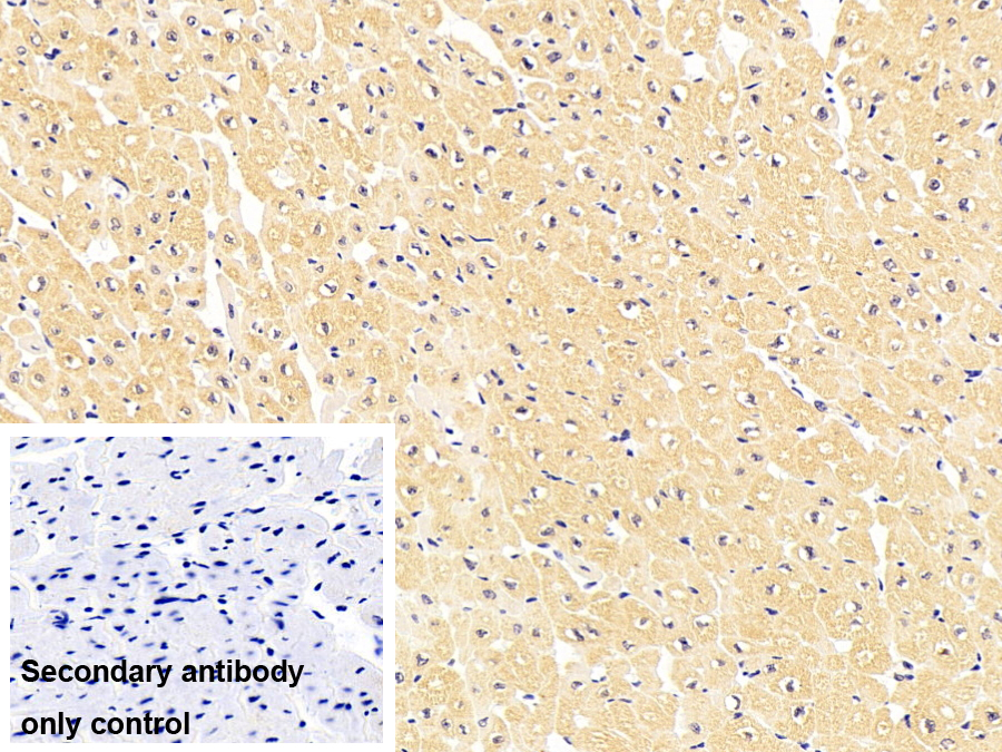 Polyclonal Antibody to Signal Transducer And Activator Of Transcription 3 (STAT3)