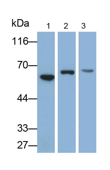 Polyclonal Antibody to Signal Transducer And Activator Of Transcription 3 (STAT3)