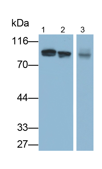 Polyclonal Antibody to Signal Transducer And Activator Of Transcription 3 (STAT3)