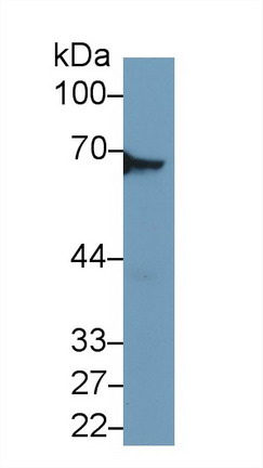 Polyclonal Antibody to Dihydropyrimidinase Like Protein 3 (DPYSL3)